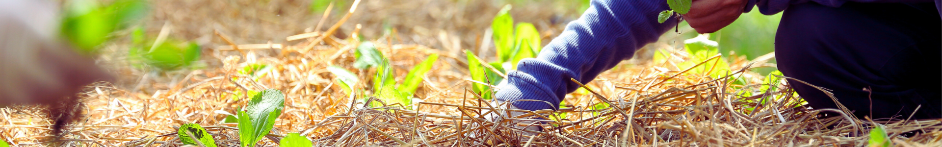 Sicurezza alimentare e cooperazione agricola nel Sud del mondo