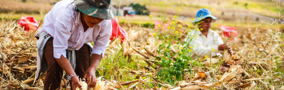 Sovranità alimentare e diritti dei piccoli produttori